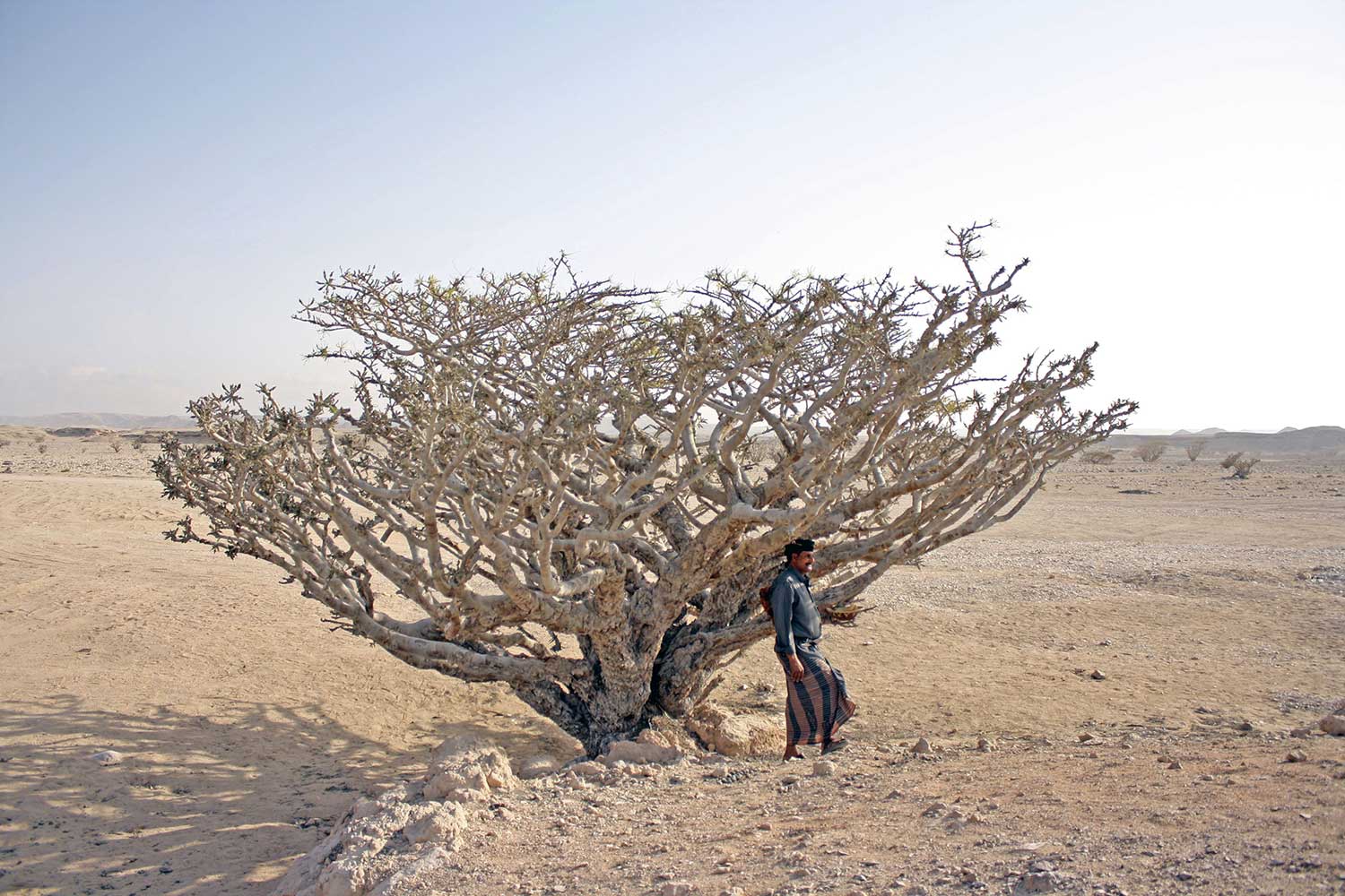 Frankincense: il più grande tesoro dell'Oman